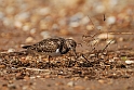 Turnstone - E